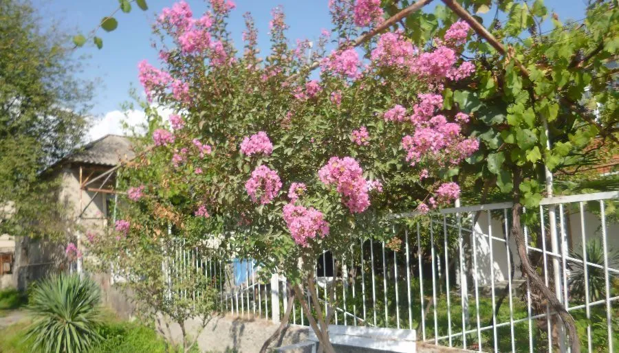 Vashlovani — Photo 10