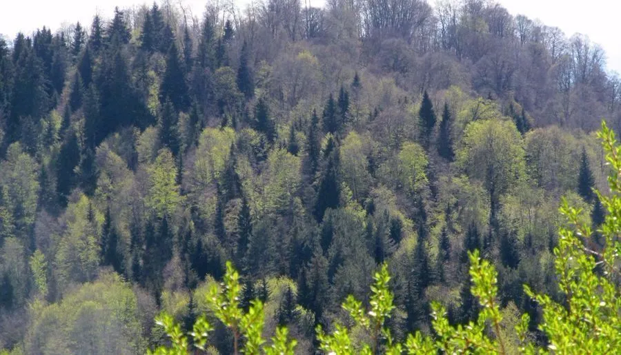 რიწა — ფოტო 14