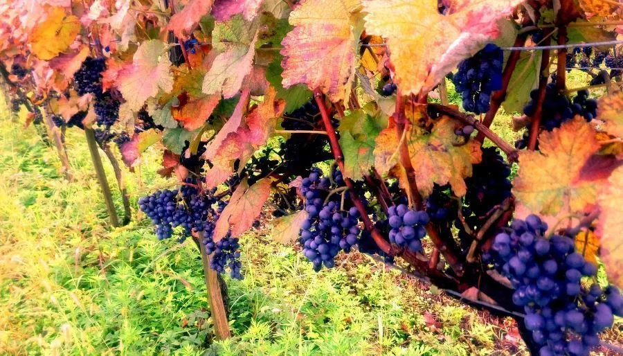 Wine house & L`Auberge Dadianebi — ფოტო 4